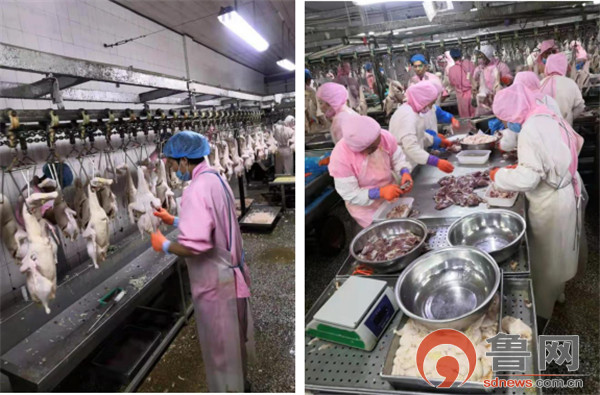 德州禹城市倫鎮 四項強化舉措守護“舌尖上的安全”，餐飲管理成效顯著